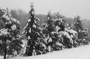 The last photo I took before I whacked my head on the ice