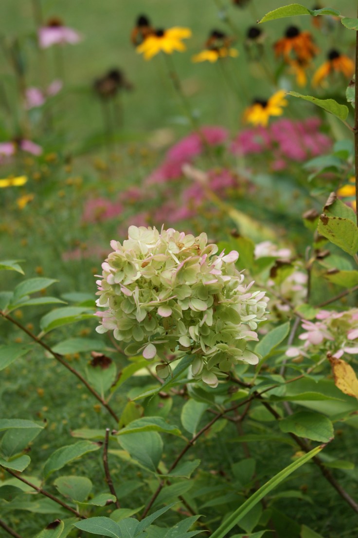 The Limelight hydrangeas are new this year and while a little top heavy they change colors with the season just like they promised.