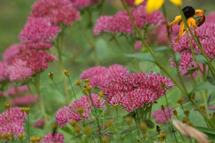 Called Autumn Joy for a reason, the sedum that was the first to emerge in spring finally gets its moment.