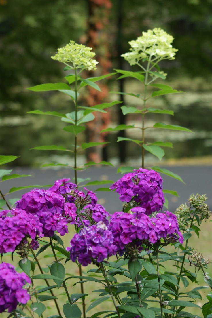 The phlox has been blooming all summer long.