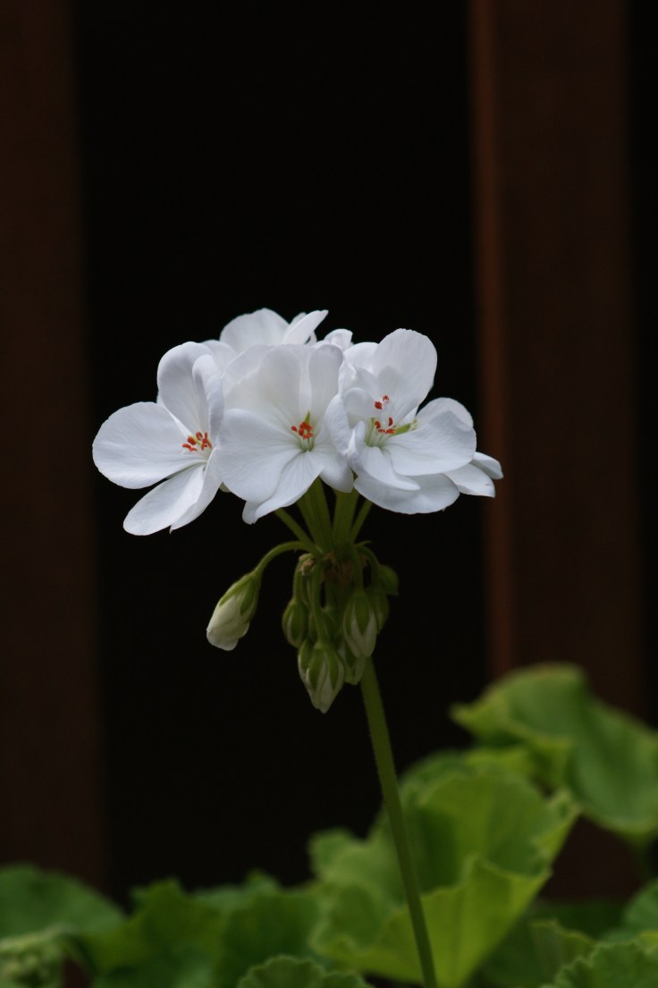 The geraniums are starting to look a little spindly but have a few fresh summer colors left in them.